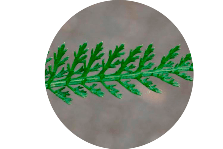 Листа от Achillea Millefolium - Състав Normadex