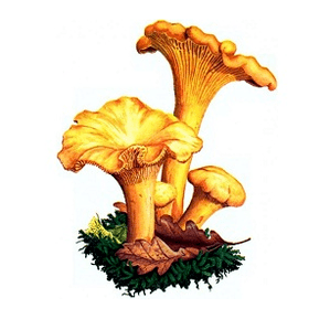 Лисици
