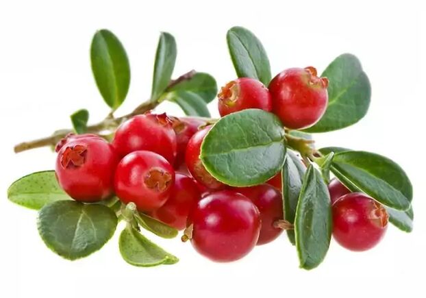 Cranberry