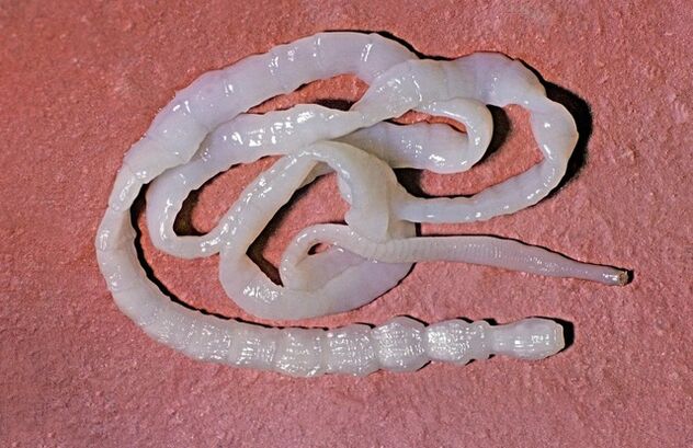 как изглежда бичата тения