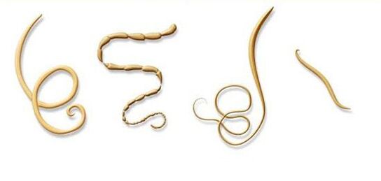 най-често срещаните видове паразити